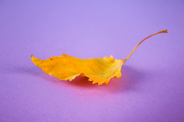 Yellow autumn leaf on a purple background.