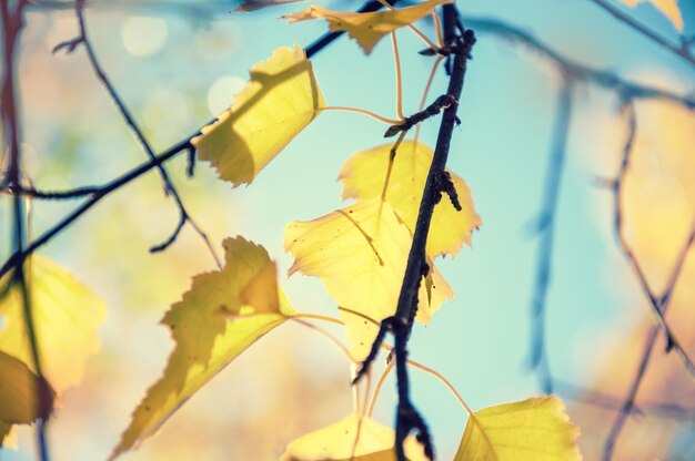 Yellow autumn leaves against the blue sky. Beautiful nature background. Soft focus. Vintage filter