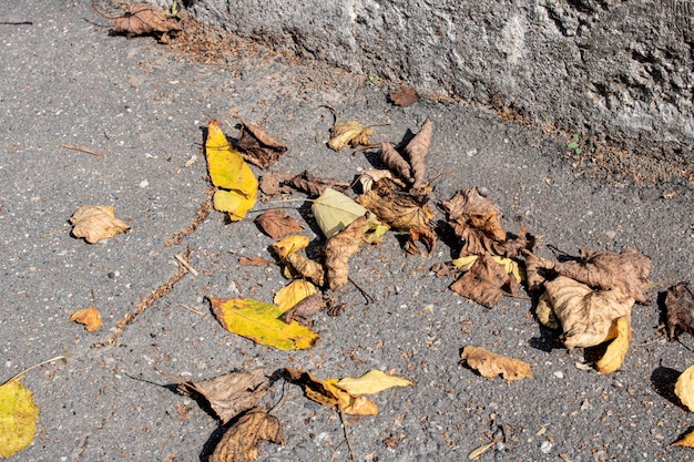 Yellow autumn leaves on asphalt in sunlight