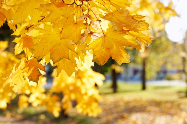 黄色い紅葉背景季節、壁紙、