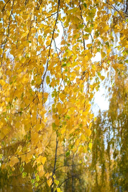 Yellow autumn leaves of a birch close up on sunny days