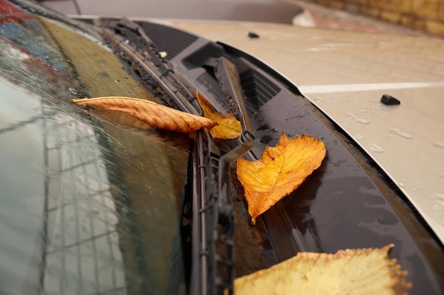 Yellow autumn leaves on a car