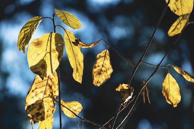 Yellow autumn leaves in dark forest fall foliage in sunlight