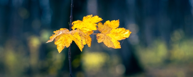 暗い森、パノラマに黄色い紅葉。秋の森