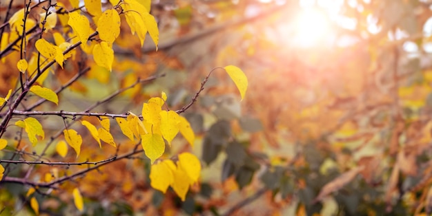 太陽の下でぼやけた背景の木の森の黄色い紅葉