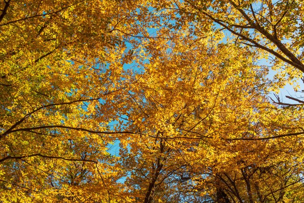 Yellow autumn leaves in the forest