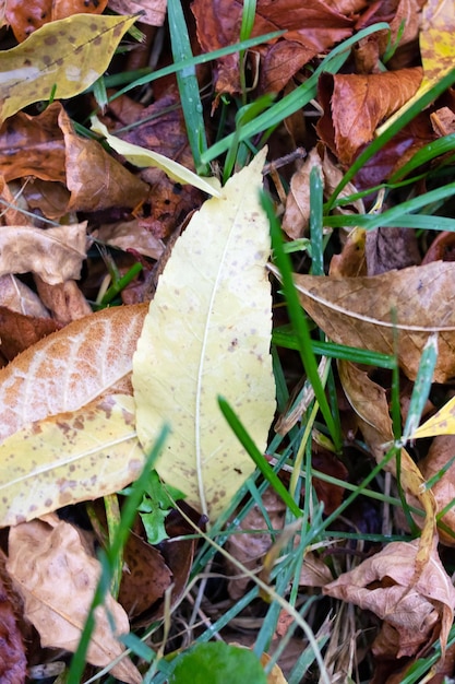 Yellow autumn leaves on green grass close up