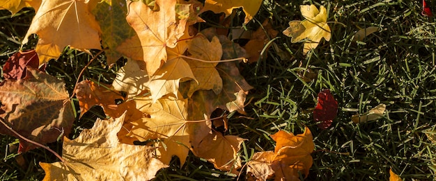 Yellow autumn leaves on green grass on a sunny day Top view flat lay Banner