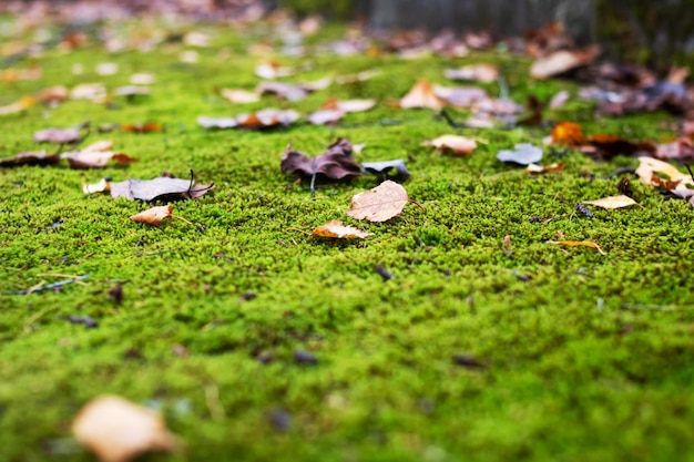 Yellow autumn leaves and green moss closeup