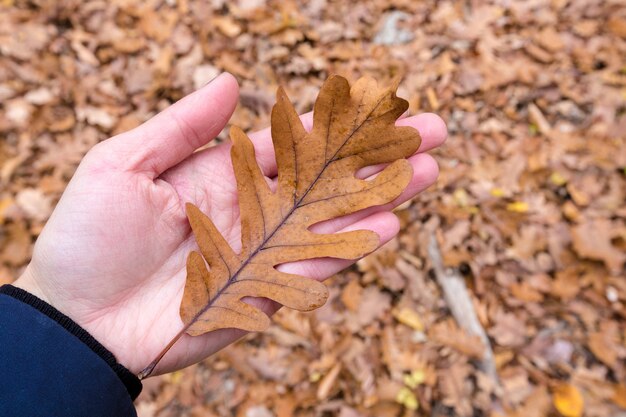 黄色の紅葉が地面に