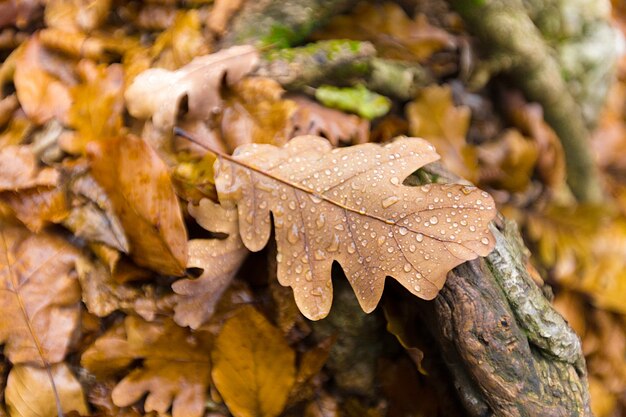 黄色の紅葉が地面に