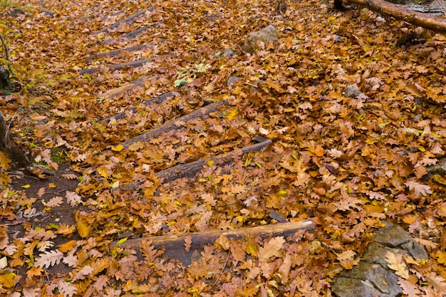 Yellow autumn leaves on ground