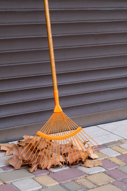 Photo yellow autumn leaves lie on the ground they are collected with a rake for harvesting