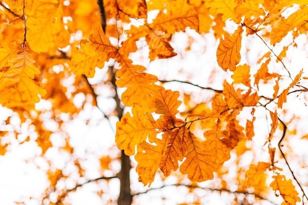 Yellow autumn leaves on an oak tree