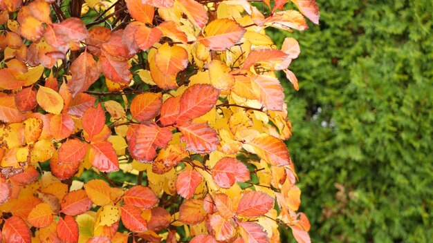 Yellow autumn leaves orange fall leaf in ornamental garden leafage in park
