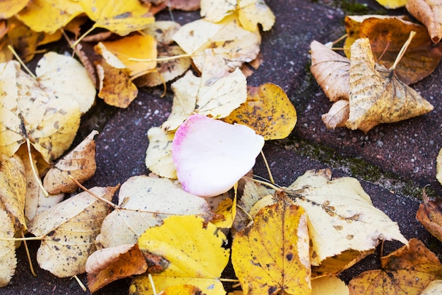 Yellow autumn leaves on paving slabs in park