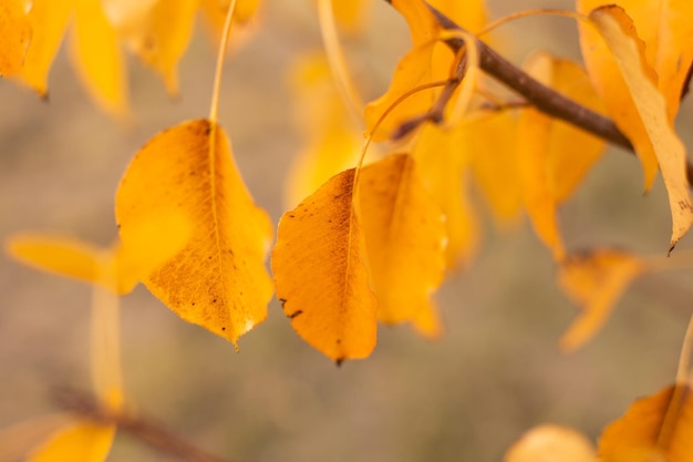 Yellow autumn leaves on a tree are blown by the wind Warm autumn background