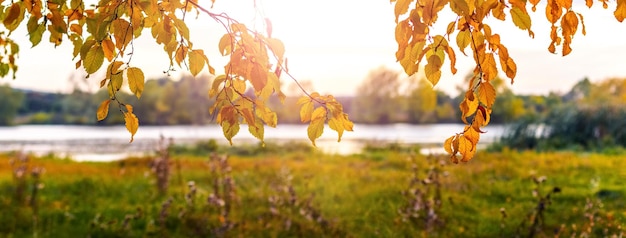 Yellow autumn leaves on a tree near the river in sunny weather