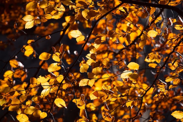 Желтые осенние листья на дереве