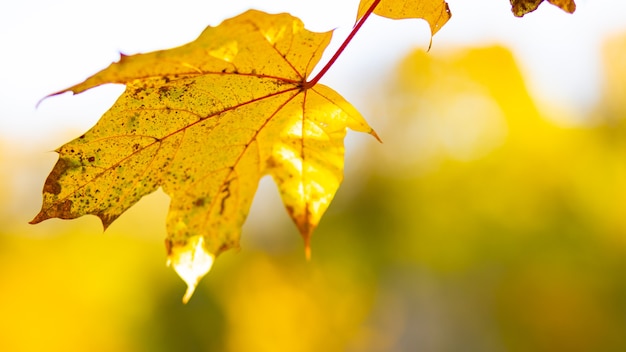 Yellow autumn leaves on trees. Autumn nature background with bokeh. Maple leaves, fall background