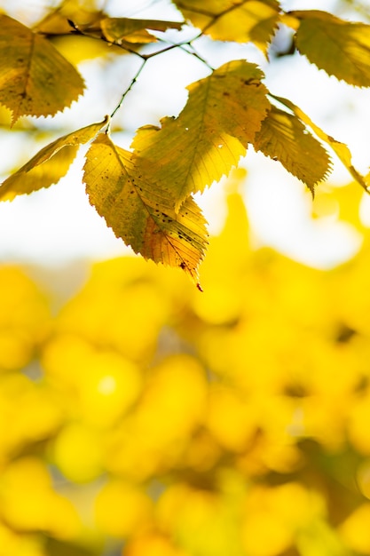 木に黄色い紅葉。ボケと秋の自然の背景。カエデの葉、秋の背景