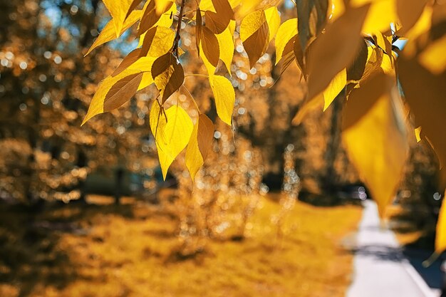 Yellow autumn leaves of trees on a clear blue sky