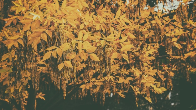 Yellow autumn leaves on trees