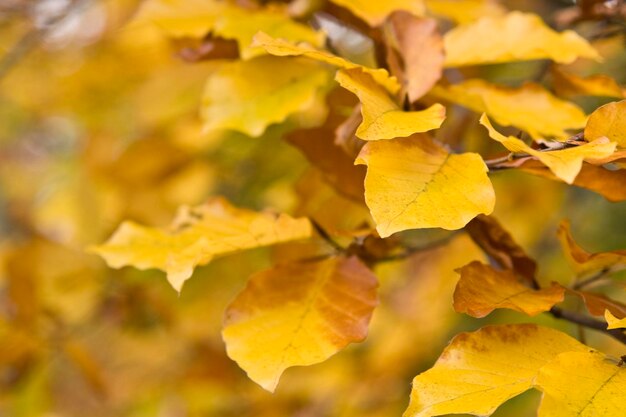 yellow autumn leaves