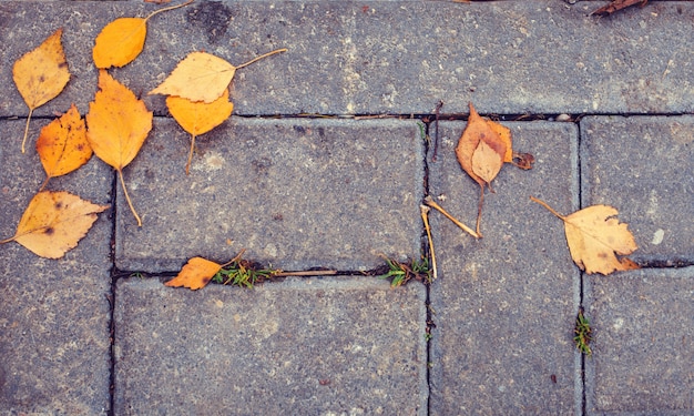 Yellow autumn leaves