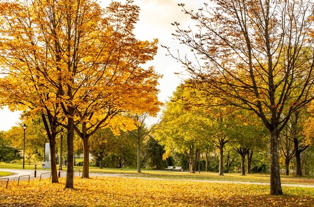 Yellow autumn maple leaf beautiful autumn background