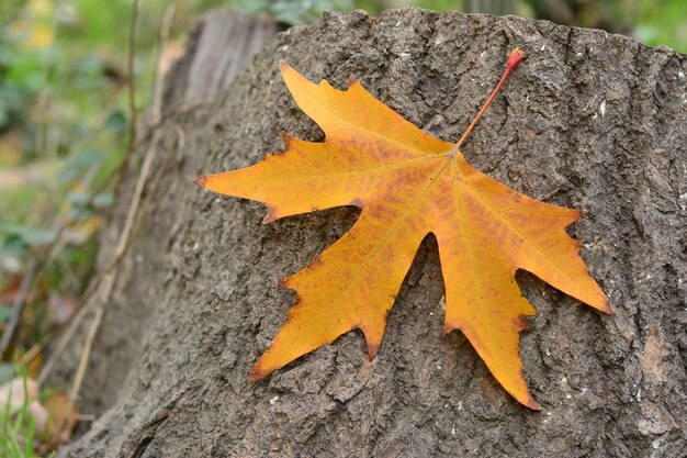 Yellow autumn maple leaf fall theme