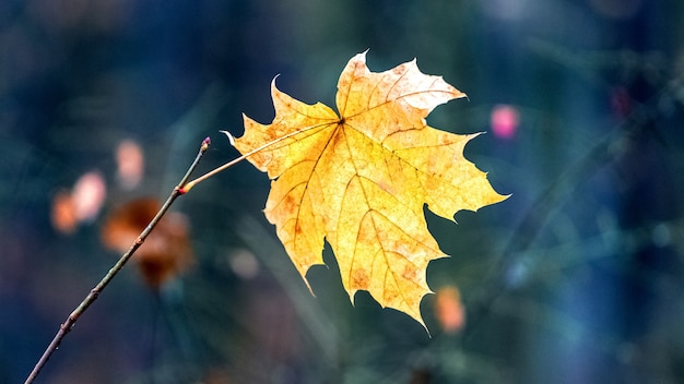 Желтый осенний кленовый лист в лесу
