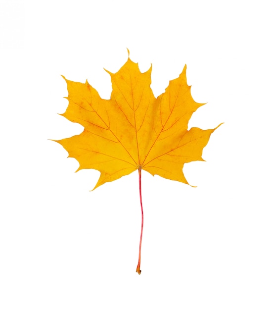 Yellow autumn maple leaf