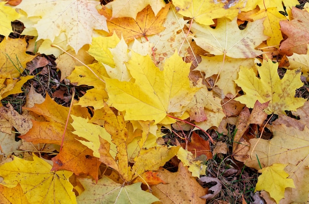 Yellow autumn maple leaves on the ground