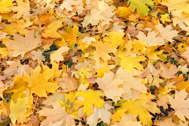 Yellow autumn maple leaves in the park in autumn. autumn background. Pattern