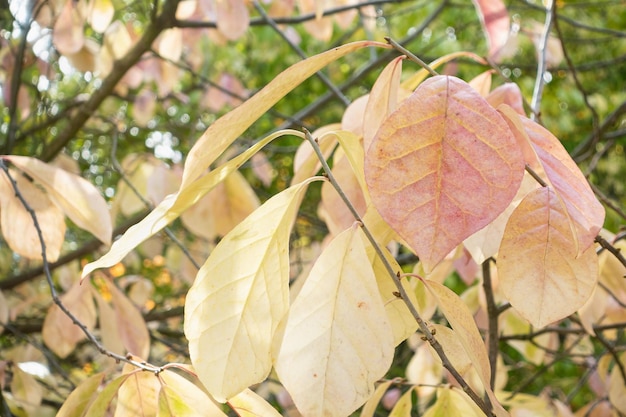 Желтые осенние кленовые листья на дереве в парке крупным планом
