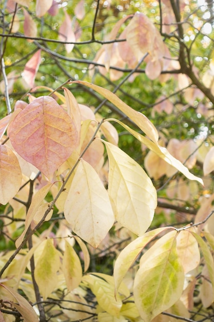 Yellow autumn maple leaves on tree in park closeup