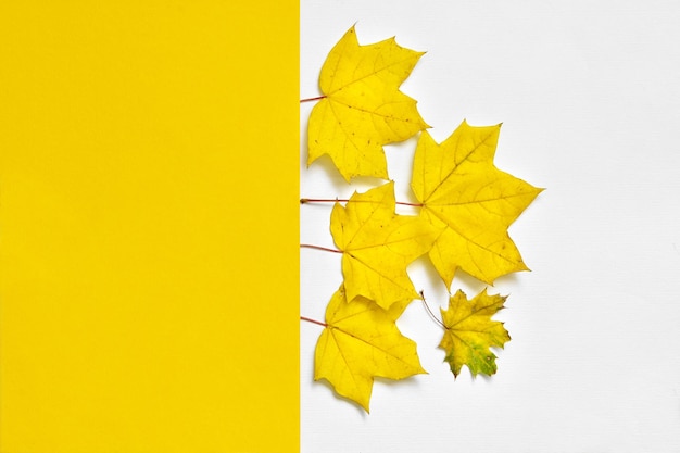 Yellow autumn maple leaves on white and yellow background Fall composition