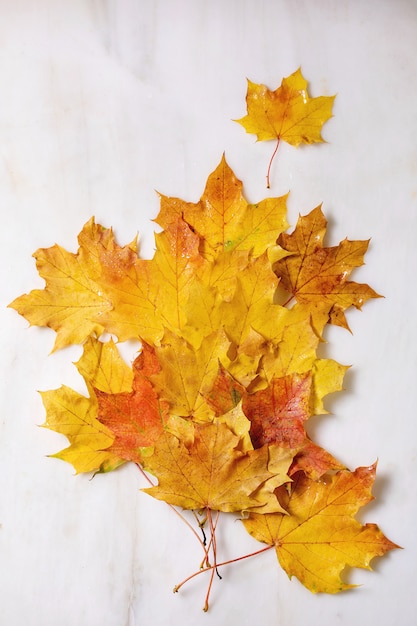 Yellow autumn maple leaves