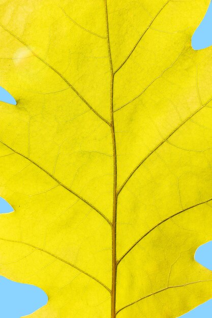 Foto foglia di quercia gialla d'autunno su uno sfondo di cielo blu