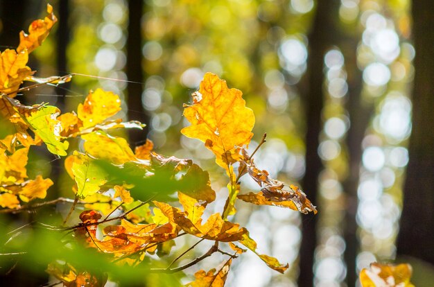 森の中の木の黄色い秋のカシの葉