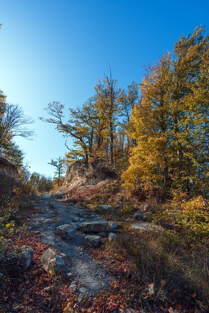 Yellow autumn tree on the edge of a collapsing rock