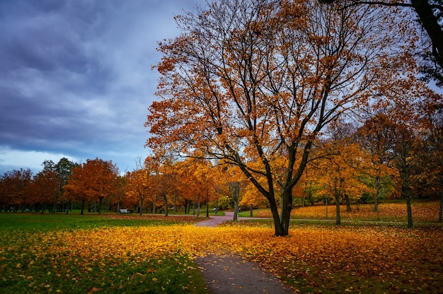 Yellow autumn tree foliage view. Yellow autumn tree in the park at dusk.  Autumn nature tree scene.