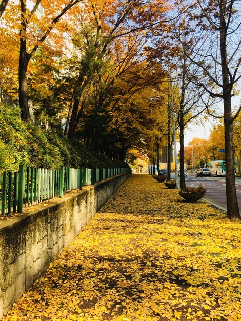 Yellow autumn trees against sky