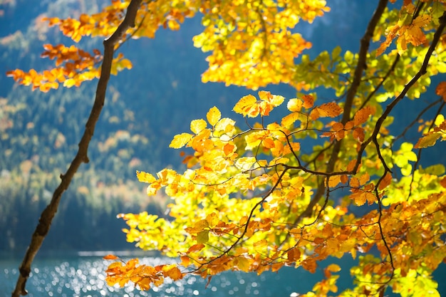 Yellow autumn trees on the coast of mountain lake. Selective focus