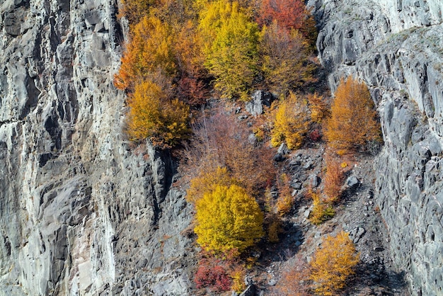 山の斜面に黄色の秋の木々