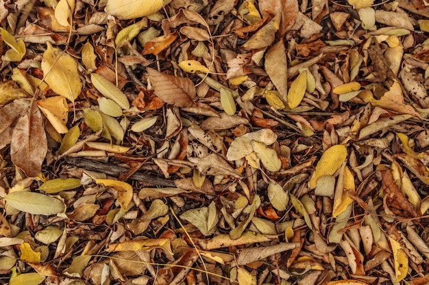 Желтые осенние листья на земле