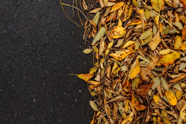 Photo yellow autumnal leaves on the ground