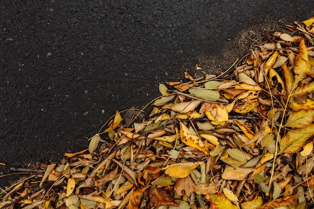 地面に黄色の紅葉