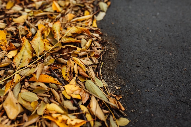 Yellow autumnal leaves on the ground